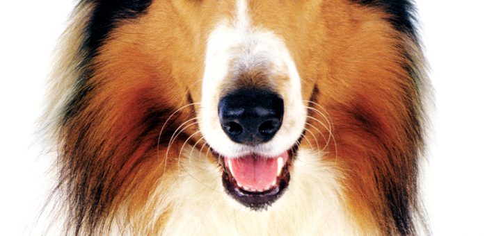 Affiche du film "Lassie"