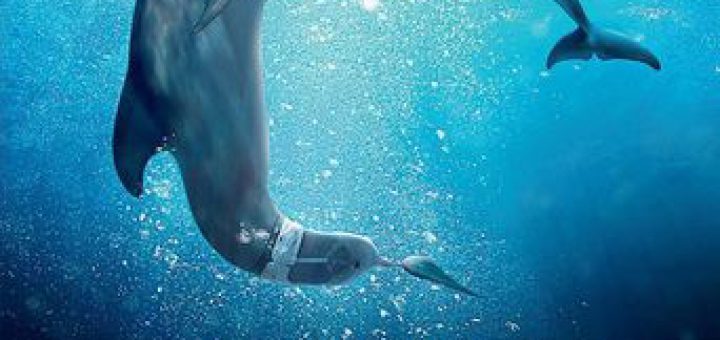 Affiche du film "L'incroyable histoire de Winter le dauphin 2"